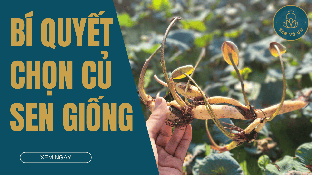 Bí quyết chọn củ sen giống - Chìa khóa cho vụ mùa bội thu | Sen Vô Ưu