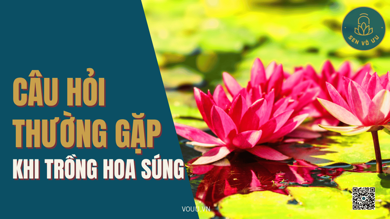 Những câu hỏi thường gặp khi trồng hoa súng | Sen Vô Ưu