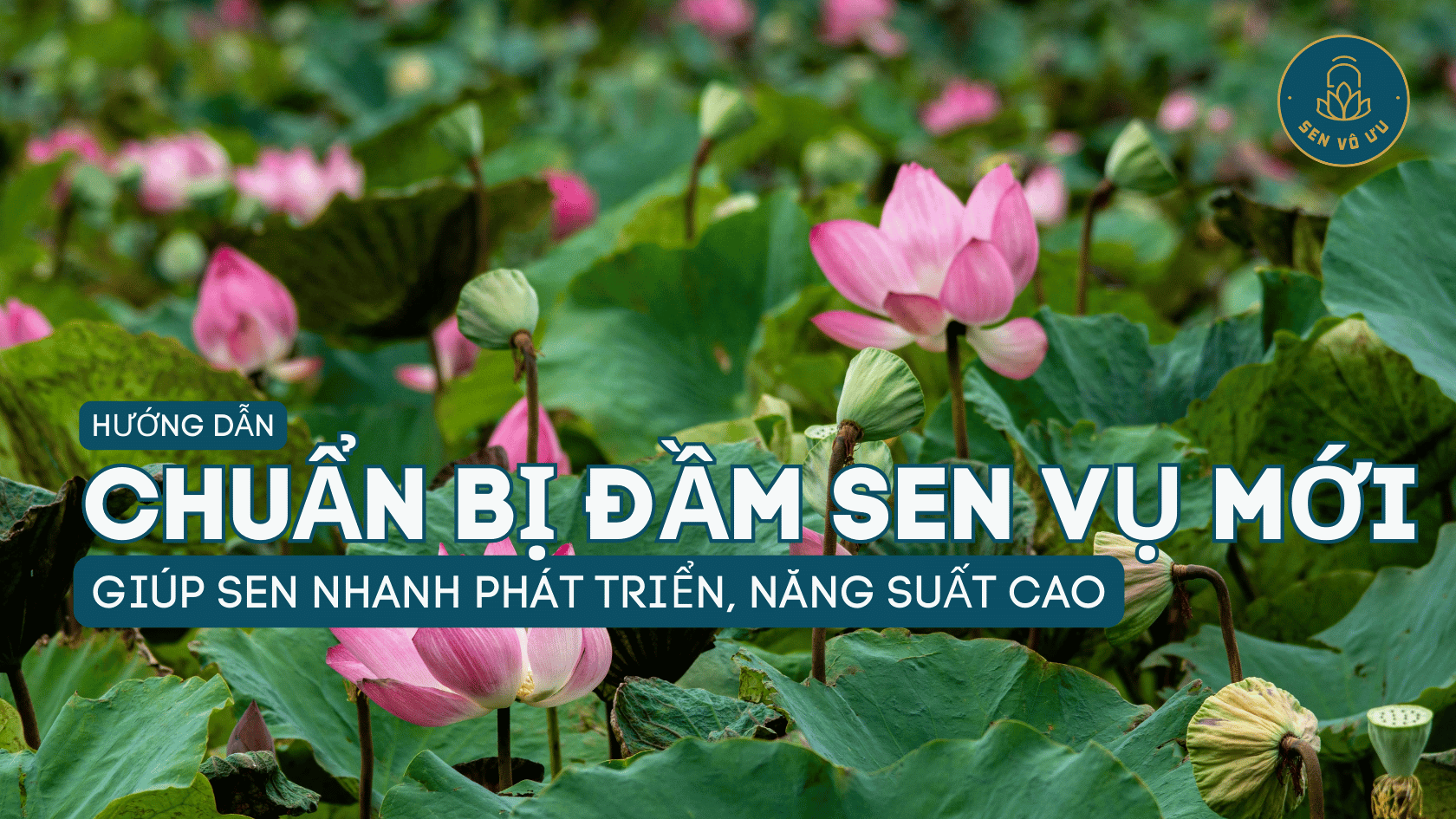 Chuẩn bị đầm sen đầu mùa giúp sen phát triển nhanh, ra hoa sớm, năng suất cao | Sen Vô Ưu
