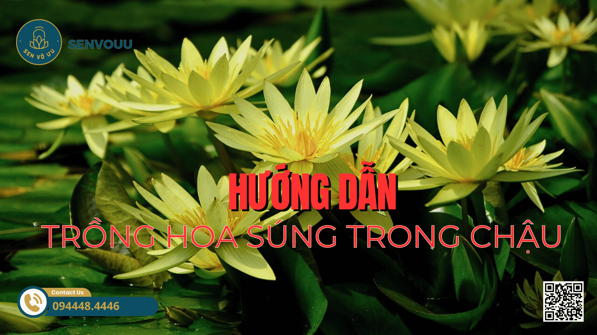 Hướng dẫn trồng hoa súng trong chậu, bể cá, ao đầm | Sen Vô Ưu