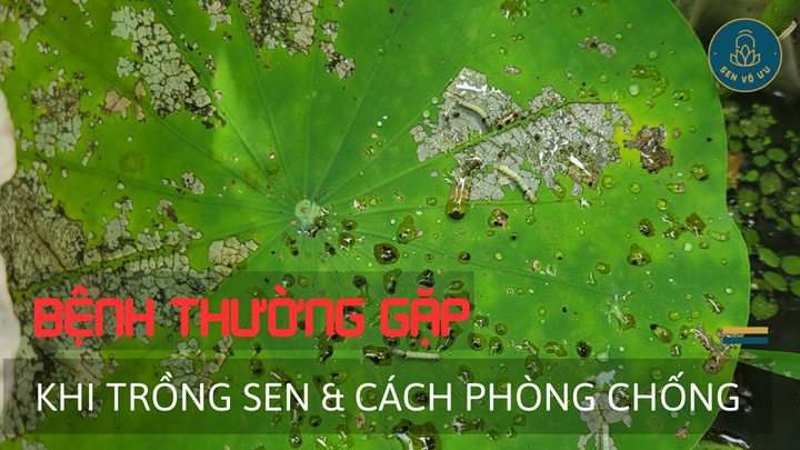 Những bệnh thường gặp khi trồng sen và cách xử lý | Sen Vô Ưu