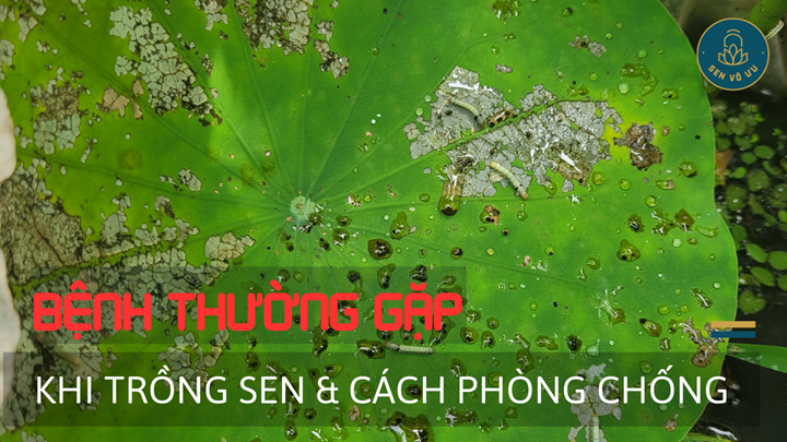 Những bệnh thường gặp khi trồng sen và cách xử lý