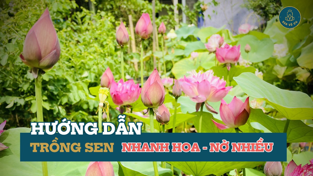Bí quyết trồng sen trong chậu ra hoa rực rỡ quanh năm | Sen Vô Ưu