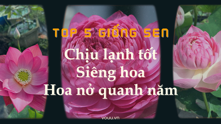 5 giống sen chịu lạnh tốt, siêng hoa, hoa nở quanh năm