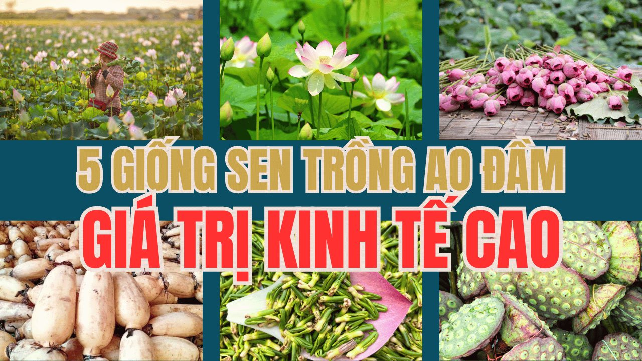 5 giống sen trồng ao đầm giá trị kinh tế cao | Sen Vô Ưu