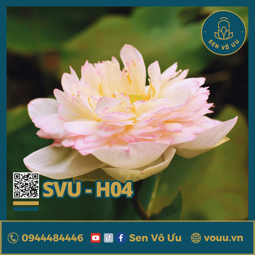 Sen Reezik Giống sen Phật Âm | Sen Vô Ưu