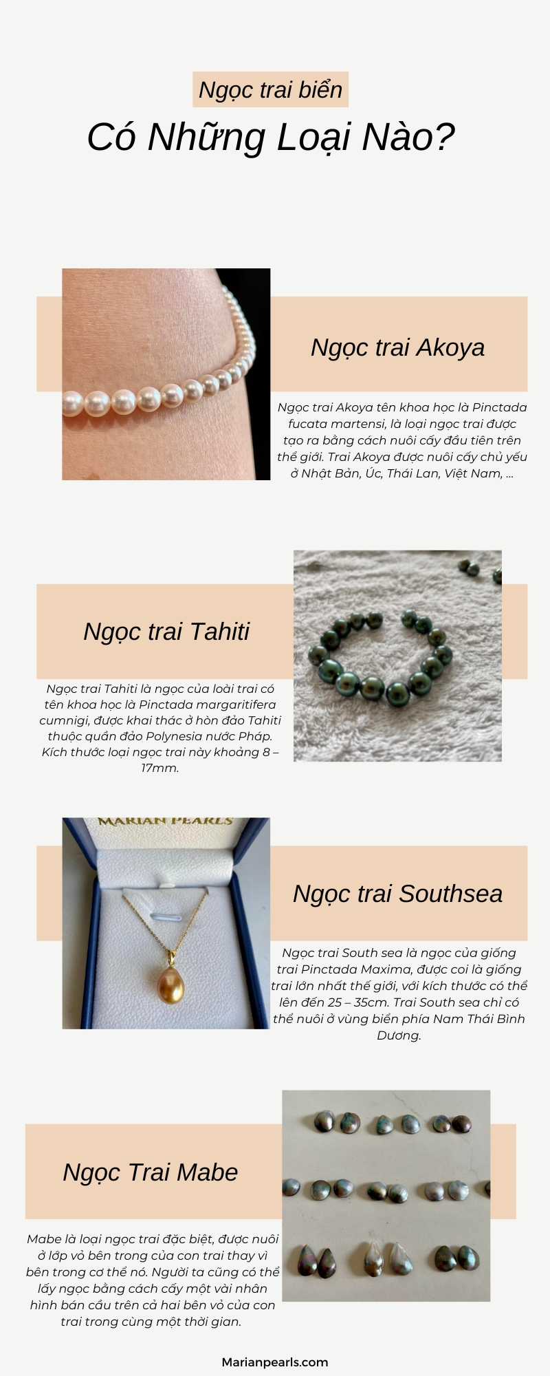 Infographic Những Loại Ngọc Trai Biển Phổ Biến Hiện Nay