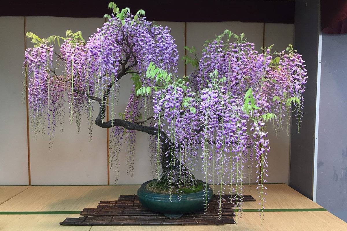 Giới thiệu về hoa tử đằng | Bonsai Nhật Bản Giới Thiệu Về Hoa Tử Đằng | Bonsai Nhật Bản