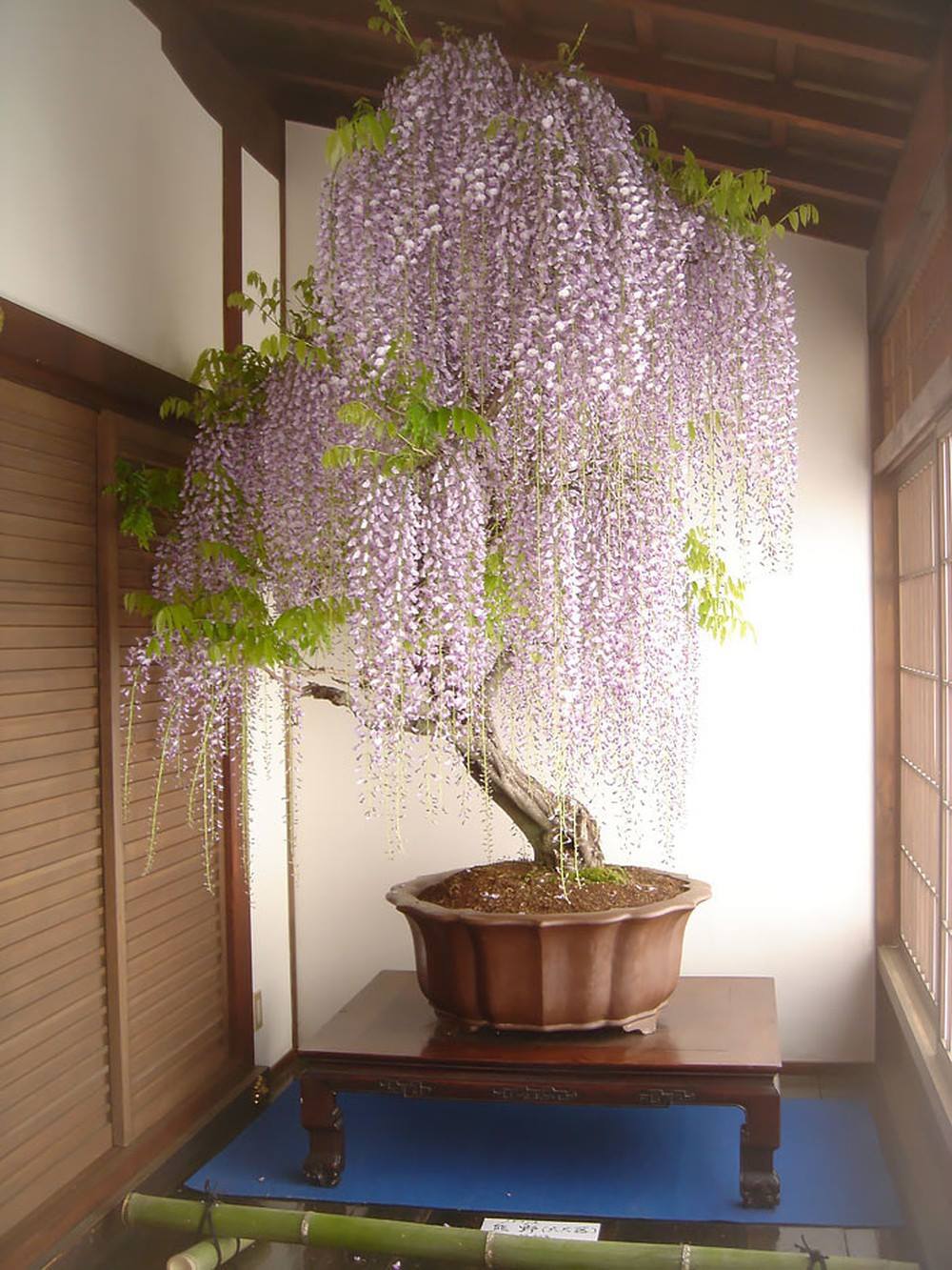 Giới thiệu về hoa tử đằng | Bonsai Nhật Bản Giới Thiệu Về Hoa Tử Đằng | Bonsai Nhật Bản