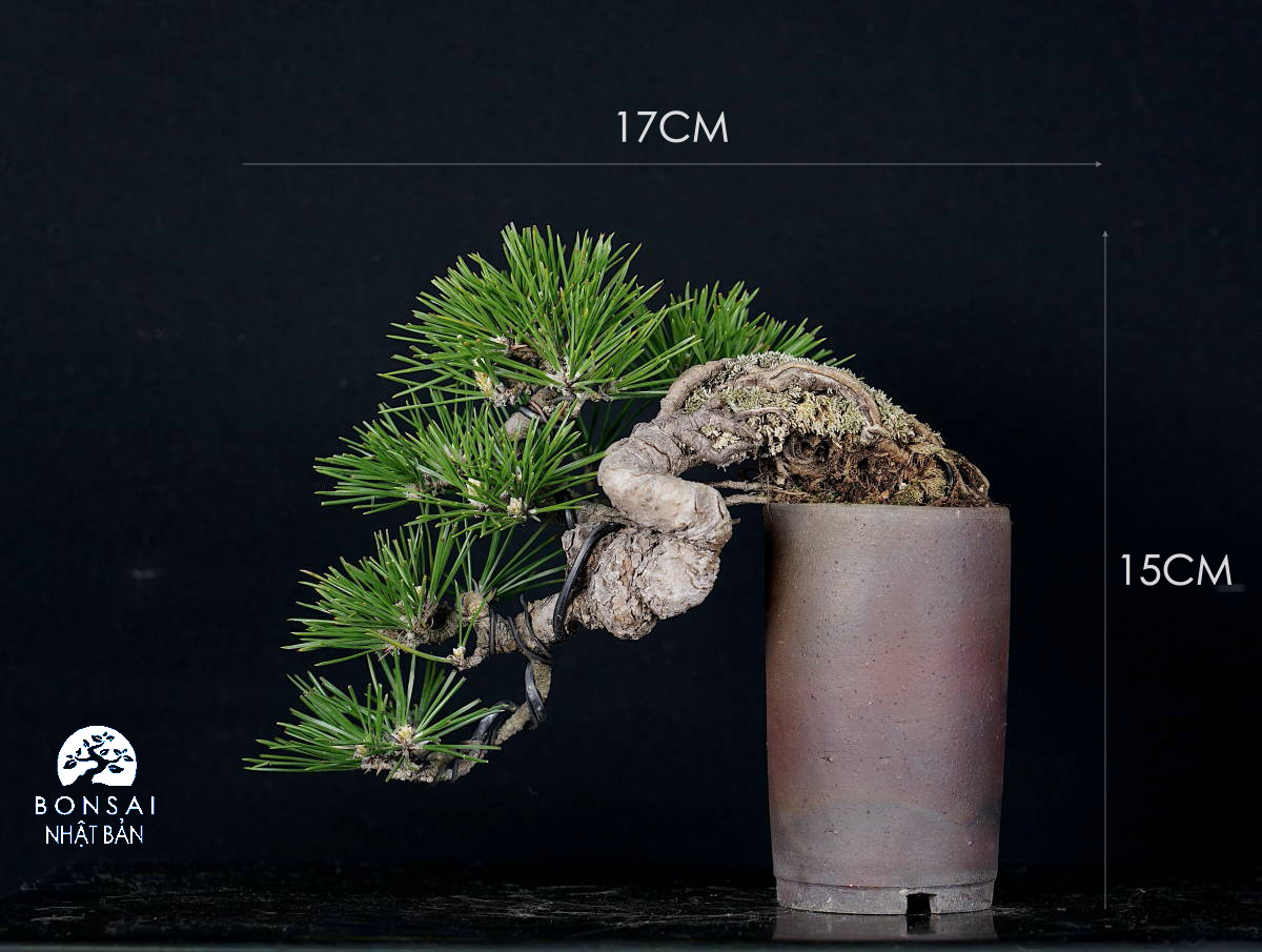 Thông Đen Mini Mikawa Thác Đổ 35 Năm Tuổi | Bonsai Nhật Bản
