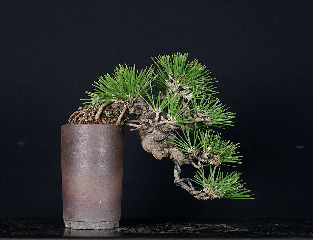 Thông Đen Mini Mikawa Thác Đổ 35 Năm Tuổi | Bonsai Nhật Bản