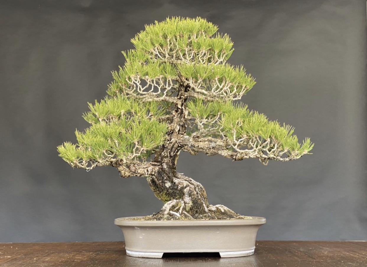 Trồng Thông Đen Ở Việt Nam ? | Bonsai Nhật Bản