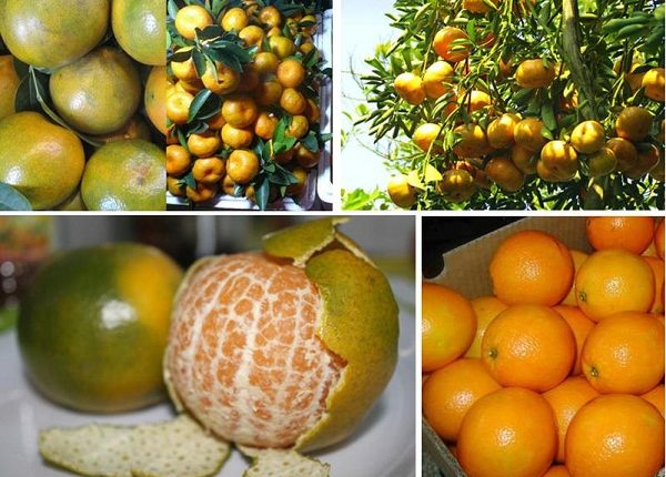 Cách nhận dạng 10 loại trái cây tiêm thuốc tăng trưởng đến từ Trung Quốc và trái cây sạch ở Việt Nam