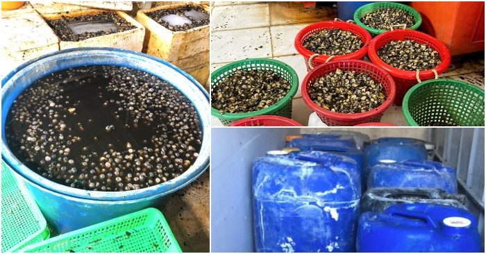 TP.HCM: 1,3 tấn ốc ngâm hóa chất công nghiệp trước khi bán