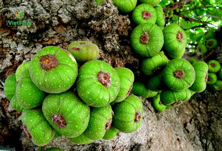 Cây sung có ý nghĩa gì trong ngày Tết cổ truyền Việt Nam?