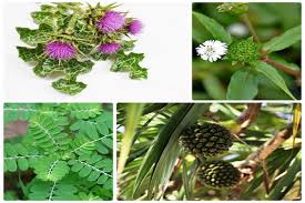 6 loại cây thuốc nam giúp chữa viêm gan B tại nhà