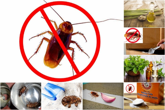 Đường trộn với bột giặt không chỉ đuổi gián mà còn nhiều tác dụng khác