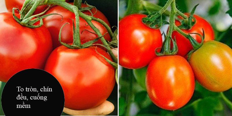 Mẹo nhỏ giúp nhận biết rau củ phun hóa chất