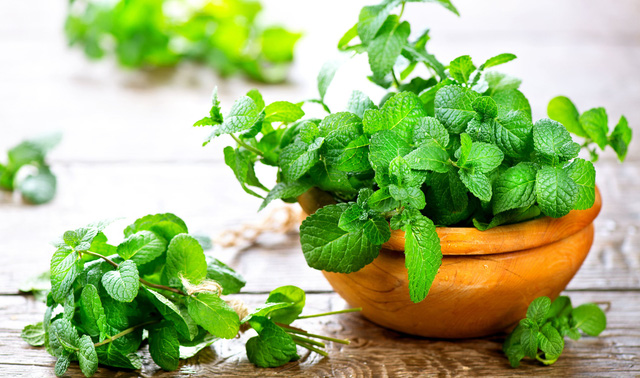 Trồng ngay những loại cây này trong nhà vừa làm rau vừa làm thuốc