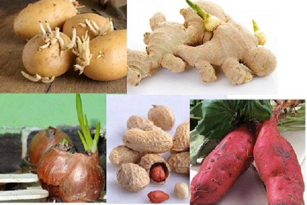 Củ quả mọc mầm: Loại nào ăn được, loại nào nhất định phải bỏ đi?