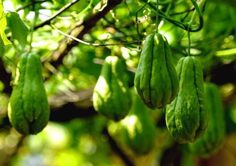Loại quả dân dã tốt cho gan, giảm ho với cách chế biến cực kỳ đơn giản