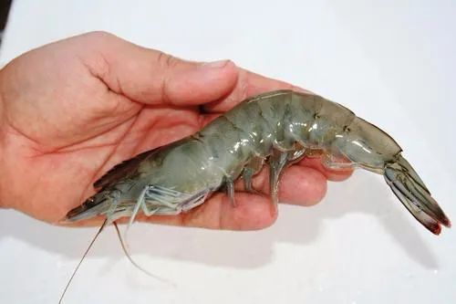 Đi chợ mua tôm, đừng ham rẻ mua 4 loại này kẻo 