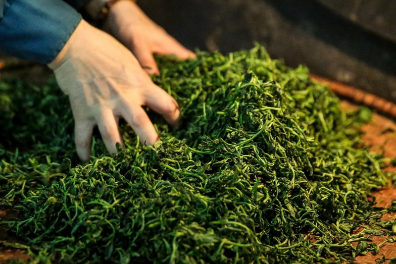 Tham khảo quy trình sản xuất trà búp Tân Cương Thái Nguyên Túy Trà