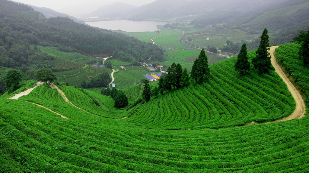 Đồi chè thái nguyên