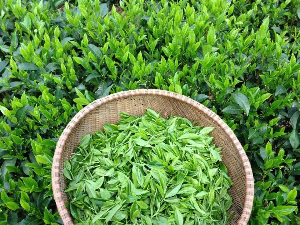 chè thái nguyên