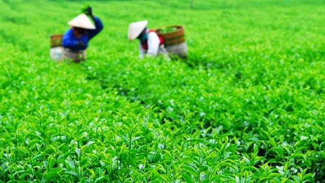 Hương vị lá trà tại Khe Cốc khá đậm đà