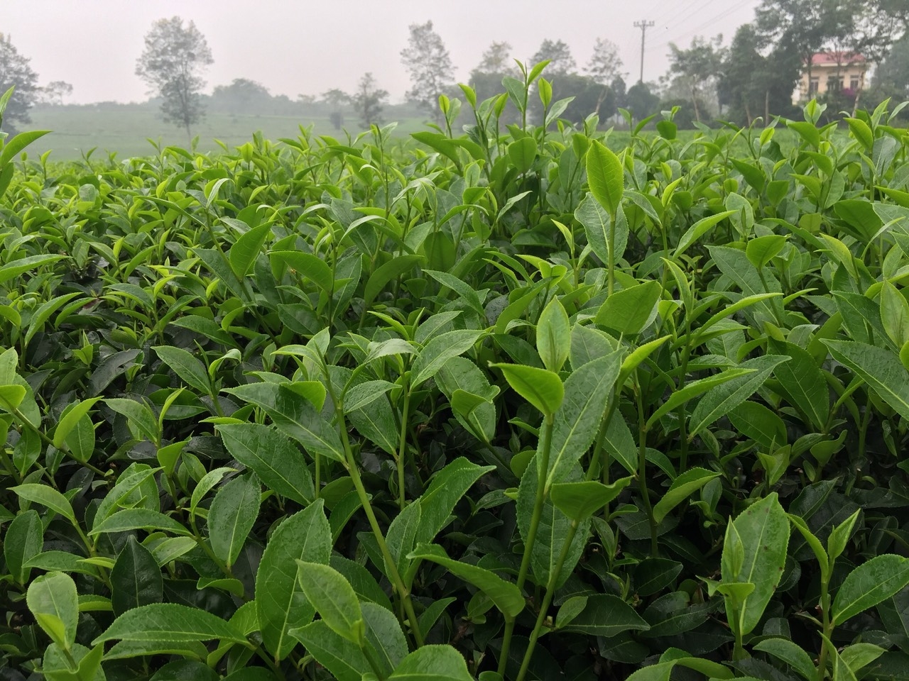 trà sạch