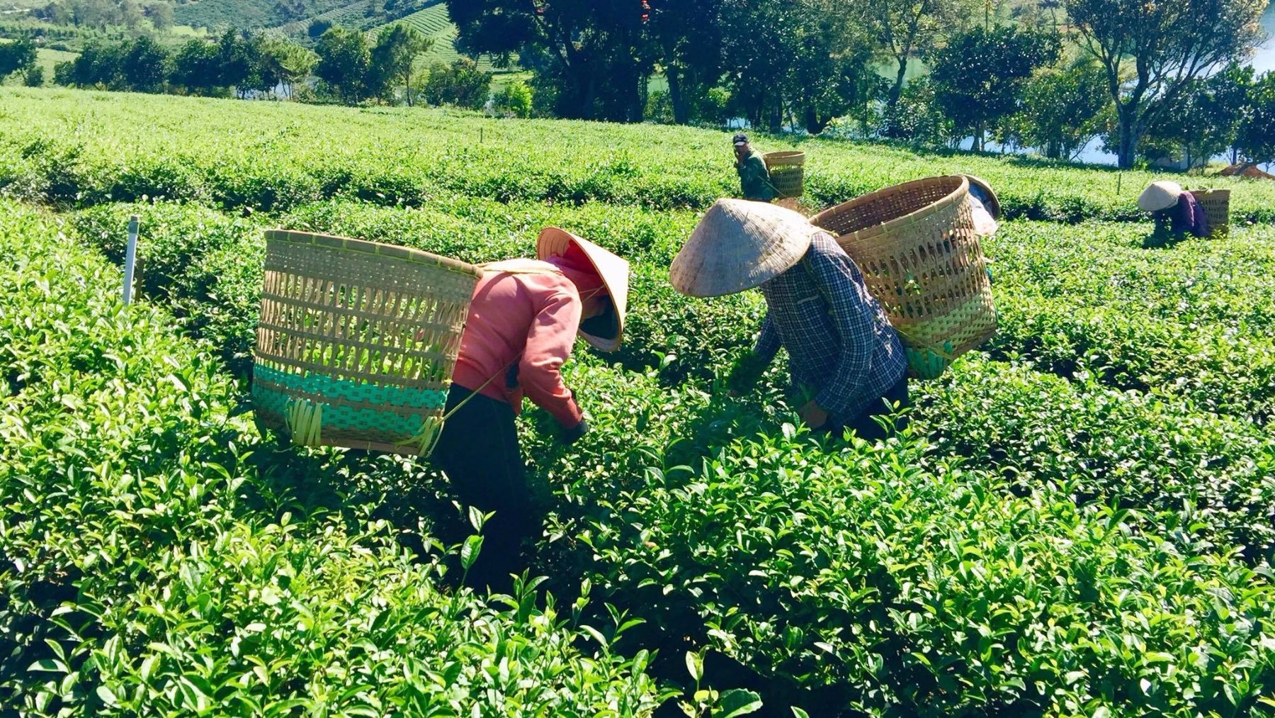 trà tân cương thái nguyên