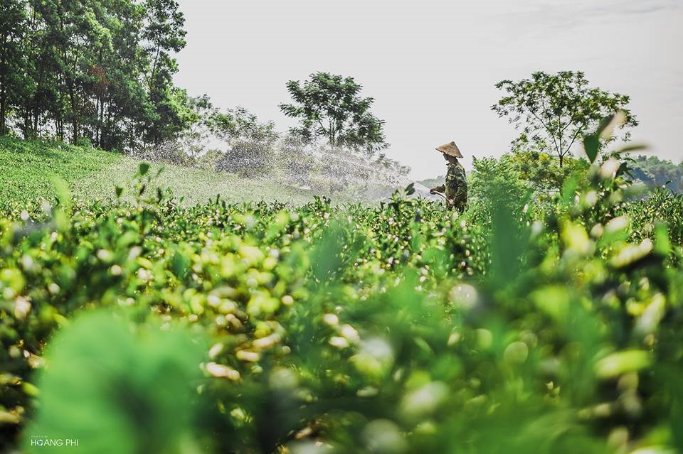 Vườn chè Túy Trà Tân Cương