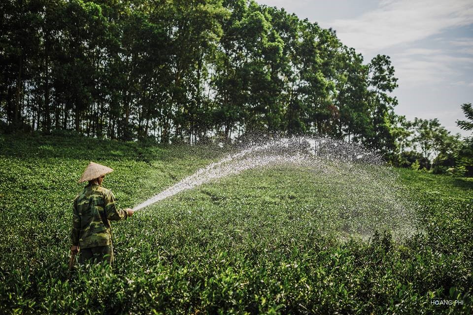 Vườn trà tân cương