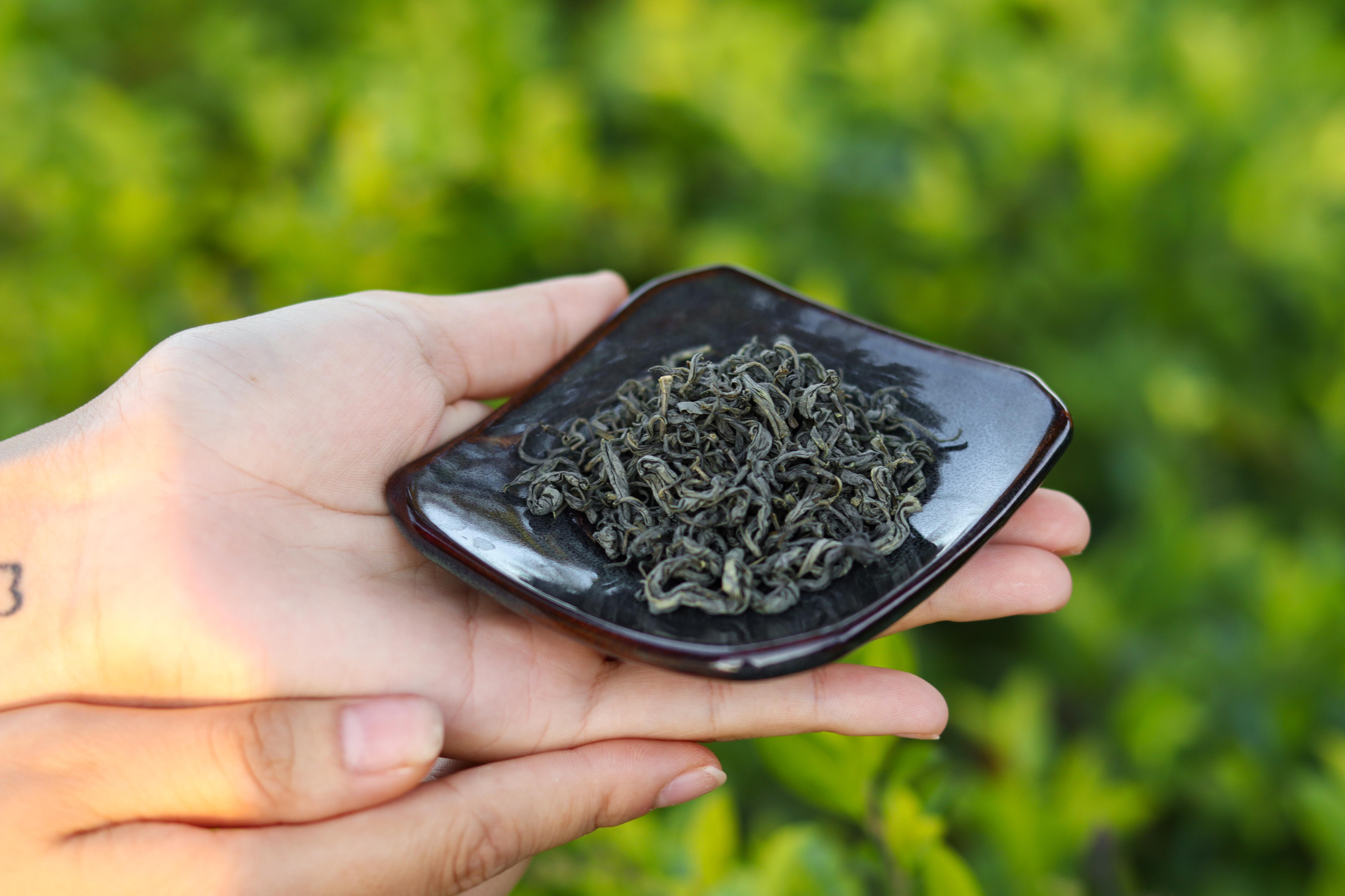 trà móc câu tân cương