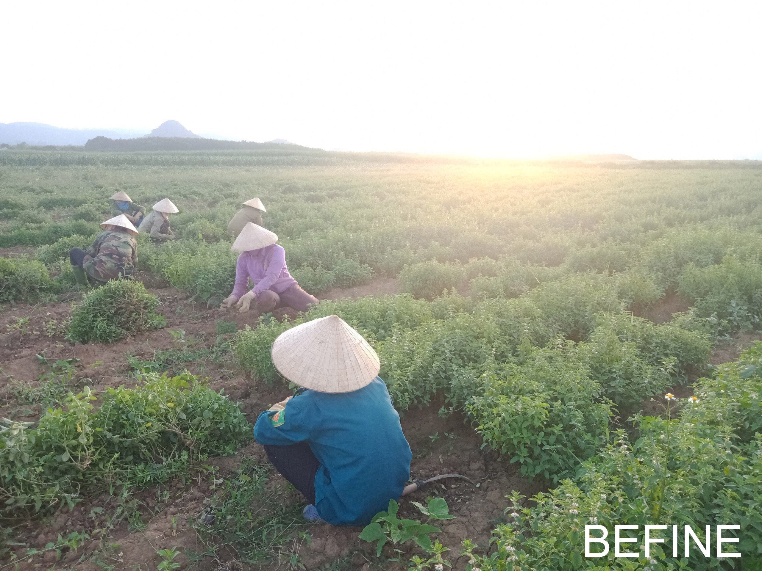 Vùng nguyên liệu bạc hà Befine đang thu hái để sản xuất tinh dầu bạc hà