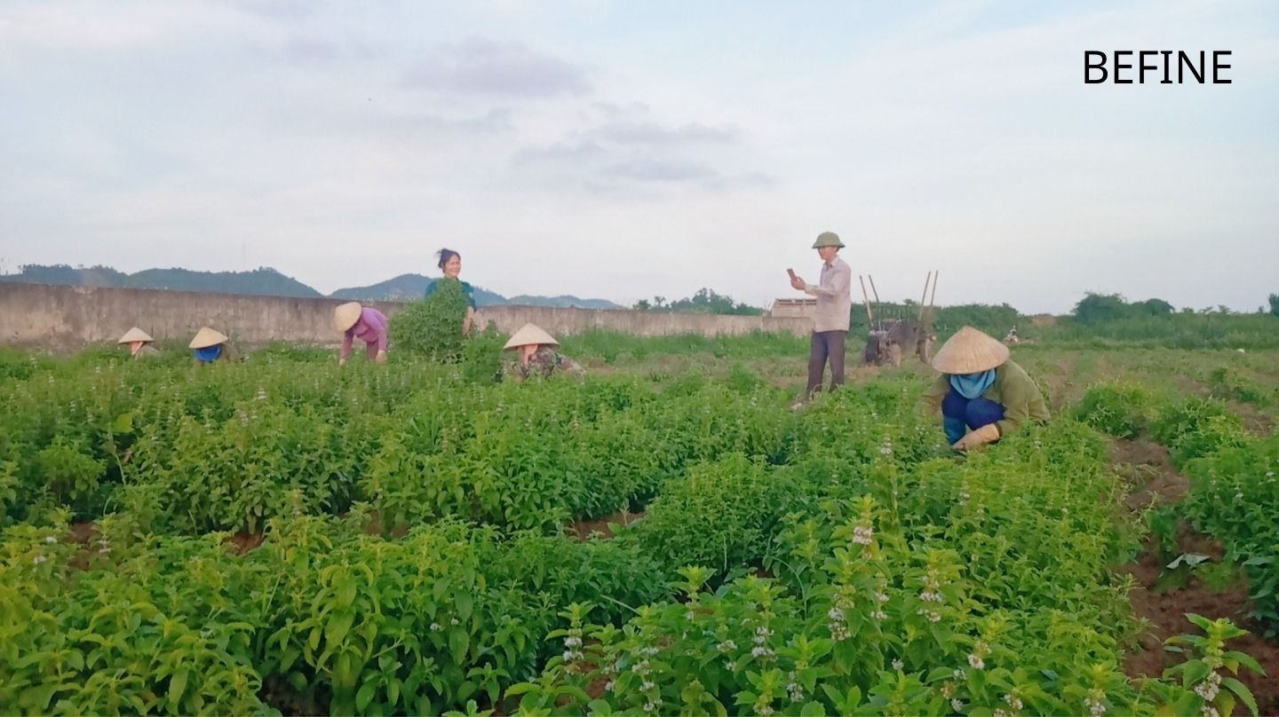 Thu hoạch vùng nguyên liệu sản xuất tinh dầu bạc hà treo xe ô tô Befine