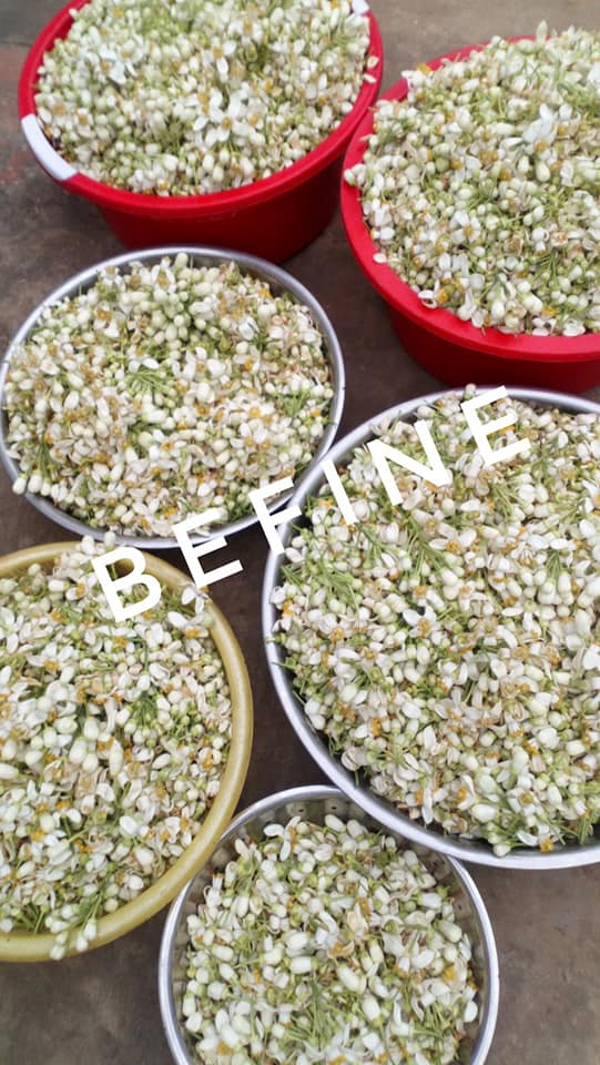 Hoa bưởi đem chưng cất nước hoa bưởi Befine