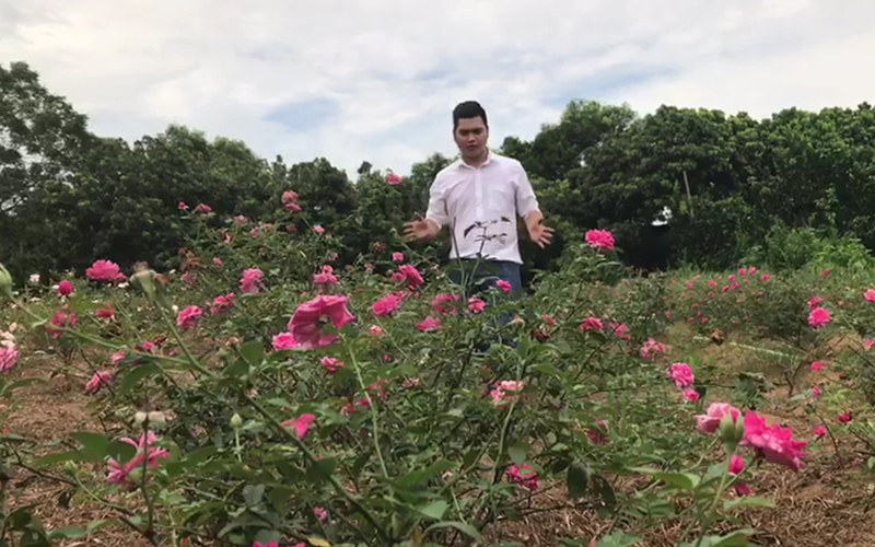 Anh Dương Ngọc Trường cạnh vườn hồng Befine để sản xuất toner - hydrosol - nước hoa hồng 