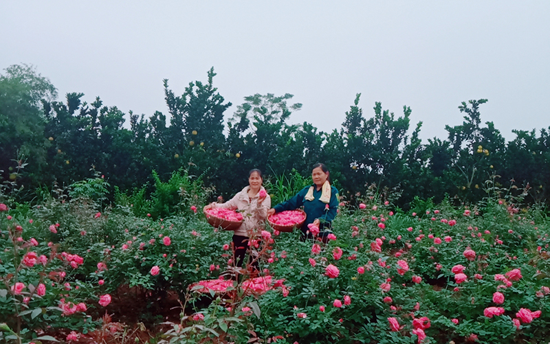 Vùng nguyên liệu hoa hồng sản xuất nước hoa hồng - toner hoa hồng Befine