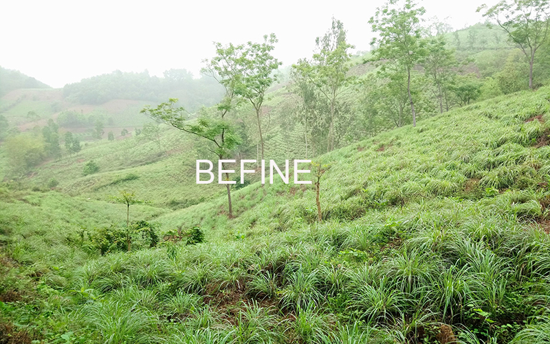 Vùng nguyên liệu sản xuất tinh dầu sả chanh treo xe ô tô Befine