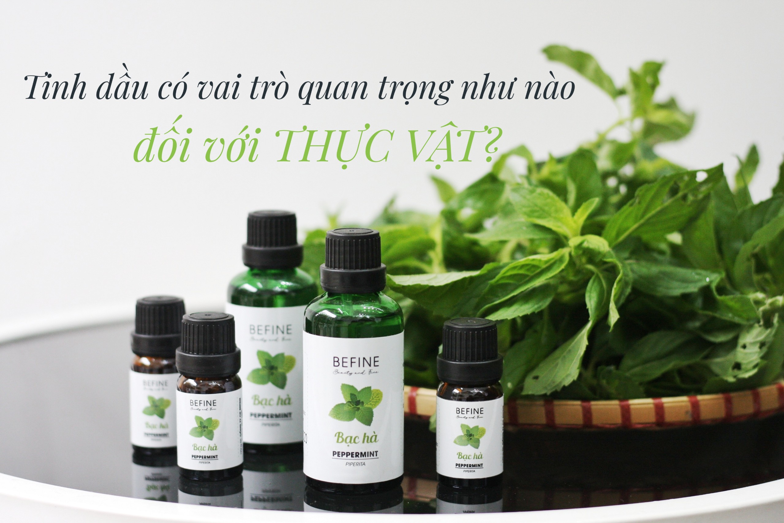 Tinh dầu có vài trò như nào đối với thực vật?