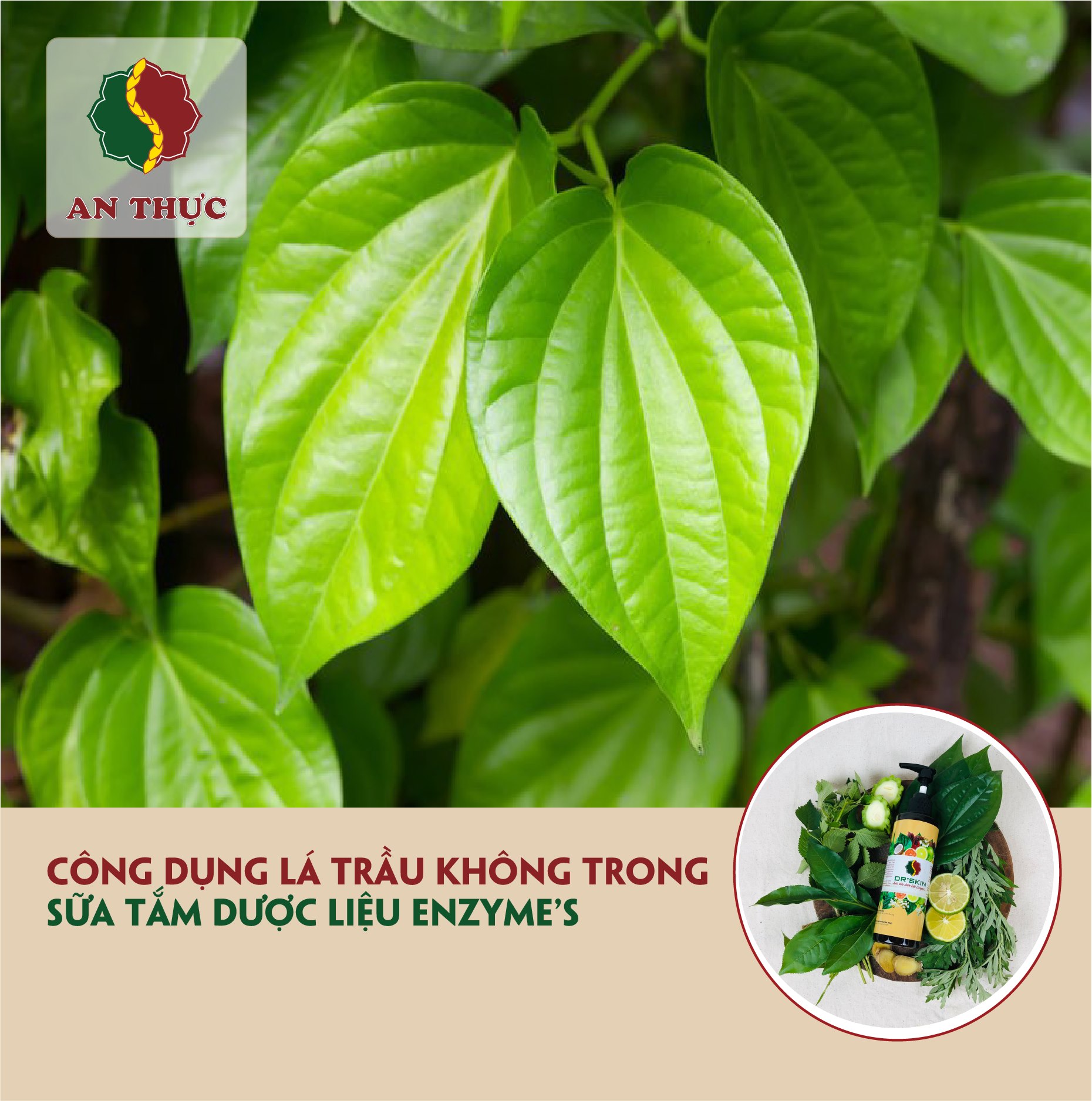 BẬT MÍ GIÁ TRỊ TINH CHẤT TRẦU KHÔNG TRONG SỮA TẮM AN THỰC BẬT MÍ GIÁ TRỊ TINH CHẤT TRẦU KHÔNG TRONG SỮA TẮM AN THỰC