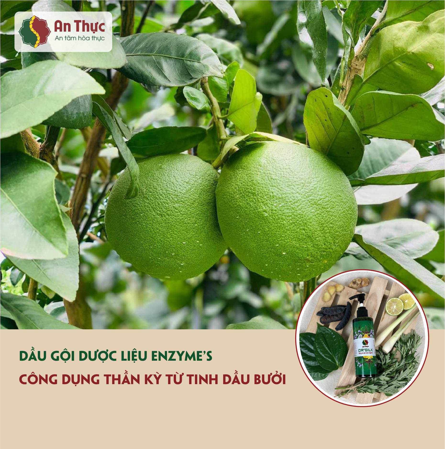BƯỞI TRONG SỮA TẮM AN THỰC MANG LẠI CHO TA ĐIỀU GÌ? BƯỞI TRONG SỮA TẮM AN THỰC MANG LẠI CHO TA ĐIỀU GÌ?