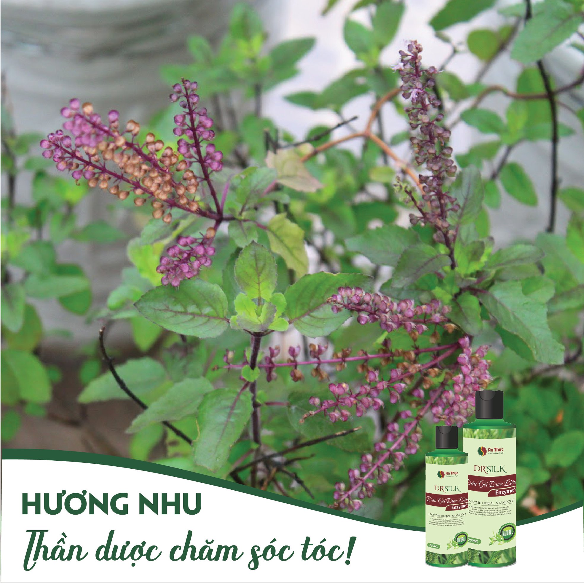 TÁC DỤNG CỦA HƯƠNG NHU TRONG DẦU GỘI AN THỰC CÓ THỰC SỰ MANG LẠI HIỆU QUẢ? TÁC DỤNG CỦA HƯƠNG NHU TRONG DẦU GỘI AN THỰC CÓ THỰC SỰ MANG LẠI HIỆU QUẢ?