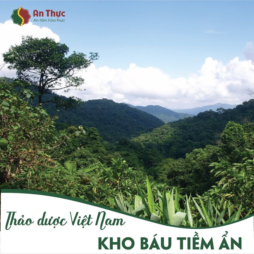 THẢO DƯỢC VIỆT NAM- KHO BÁU TRÊN ĐẤT NƯỚC TA THẢO DƯỢC VIỆT NAM- KHO BÁU TRÊN ĐẤT NƯỚC TA