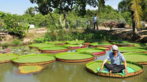 Ngôi chùa trồng loài sen lớn nhất thế giới ở Việt Nam