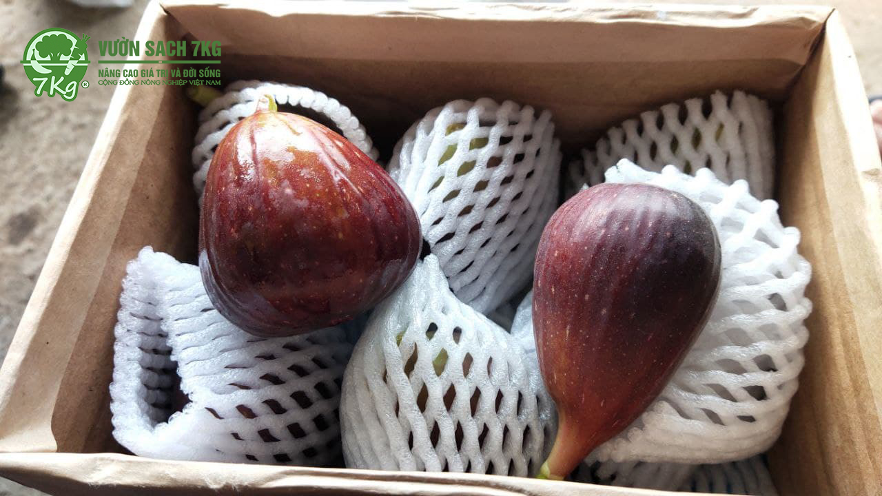 Trái Sung mỹ được Vườn sạch 7kg trồng tại Đà lạt