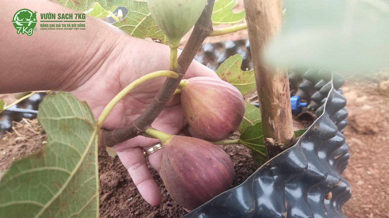 Sung mỹ được trồng trong khu vực nuôi chim yến nên tuyệt đối không dùng thuốc trừ sâu hóa học, có thể ăn tại vườn