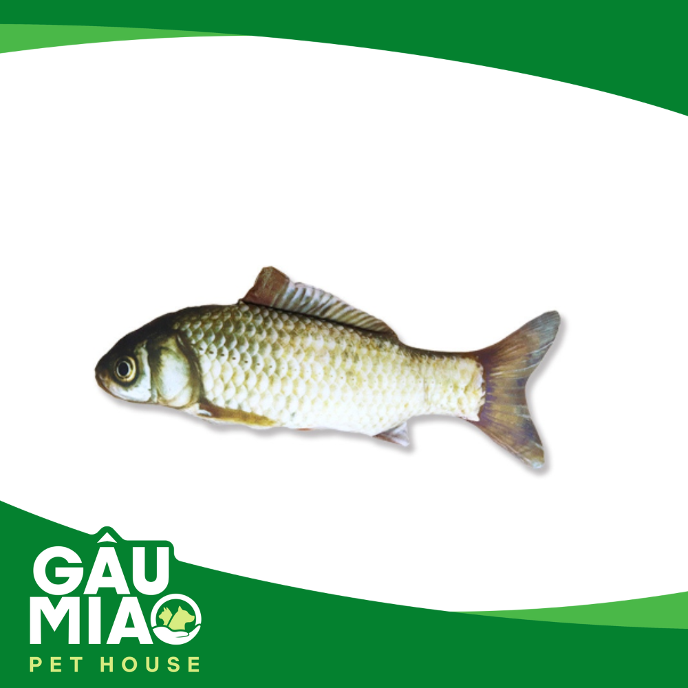 Đồ chơi gấu bông hình con cá